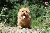 NORWICH TERRIER 072